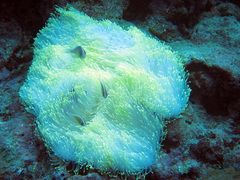 Heteractis crispa