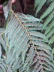 Cyathea australis