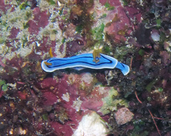 Chromodoris lochi