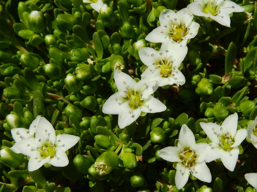 Arenaria serpens