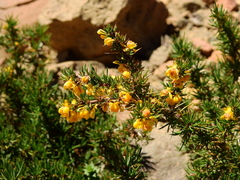 Berberis empetrifolia