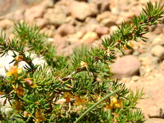 Berberis empetrifolia
