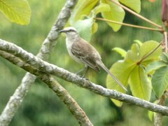 Mimus saturninus