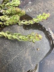 Myriophyllum caput-medusae