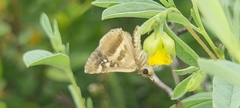 Spialia ferax