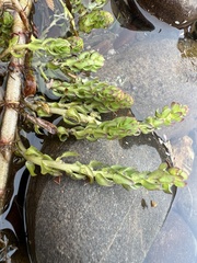 Myriophyllum caput-medusae