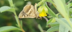 Spialia ferax