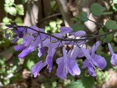 Plectranthus saccatus