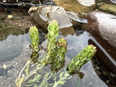 Myriophyllum caput-medusae