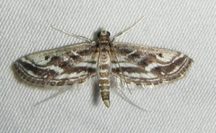 Parapoynx fluctuosalis