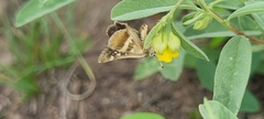 Spialia ferax