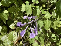 Plectranthus saccatus