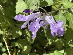 Plectranthus saccatus