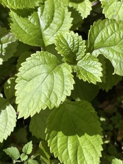 Plectranthus saccatus
