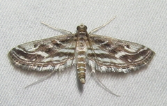 Parapoynx fluctuosalis