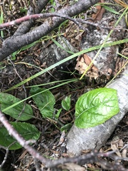 Adenocaulon chilense