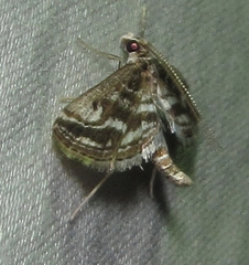 Parapoynx fluctuosalis