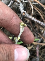 Adenocaulon chilense