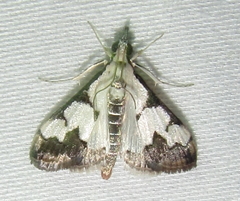 Autocharis