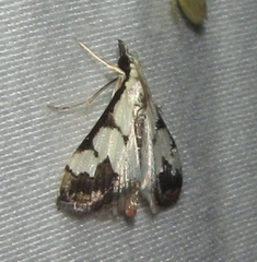 Autocharis
