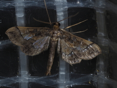 Hydriris ornatalis
