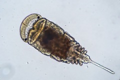 Chaetopterus