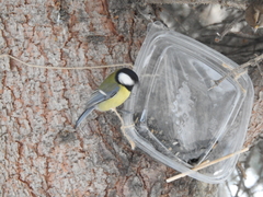 Parus major
