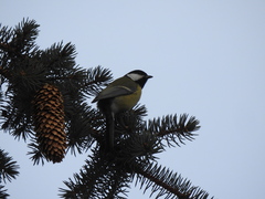 Parus major