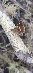 Spialia ferax