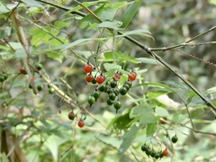 Solanum lyratum