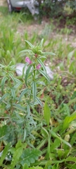 Misopates