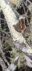 Spialia ferax