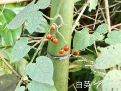 Solanum lyratum