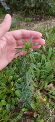 Misopates