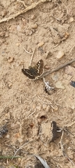 Spialia ferax