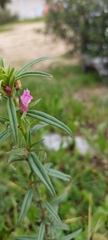 Misopates