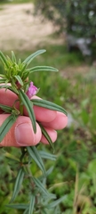 Misopates