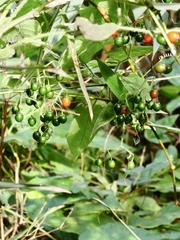 Solanum lyratum