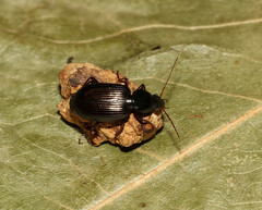 Agonum