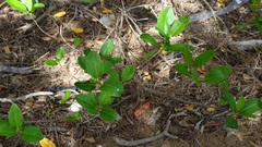 Excoecaria agallocha