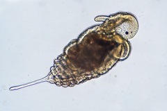 Chaetopterus
