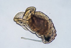 Chaetopterus