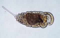 Chaetopterus
