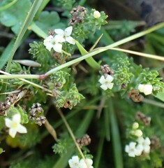 Asperula gunnii
