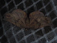 Parepisparis excusata