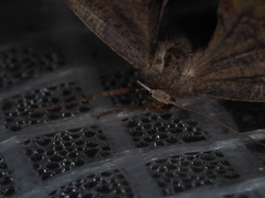 Parepisparis excusata