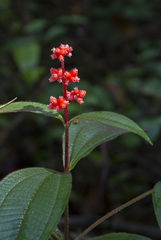 Miconia lappacea