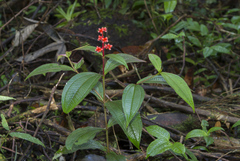 Miconia lappacea
