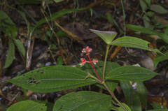 Miconia lappacea