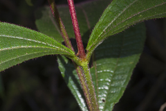 Miconia lappacea